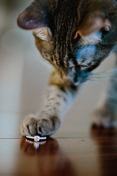 kitten and engagement ring