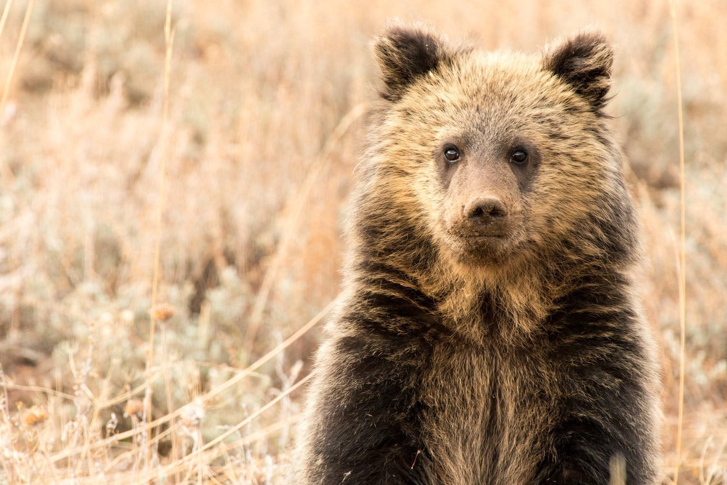 Protecting Grizzly Bears — Greater Yellowstone Coalition