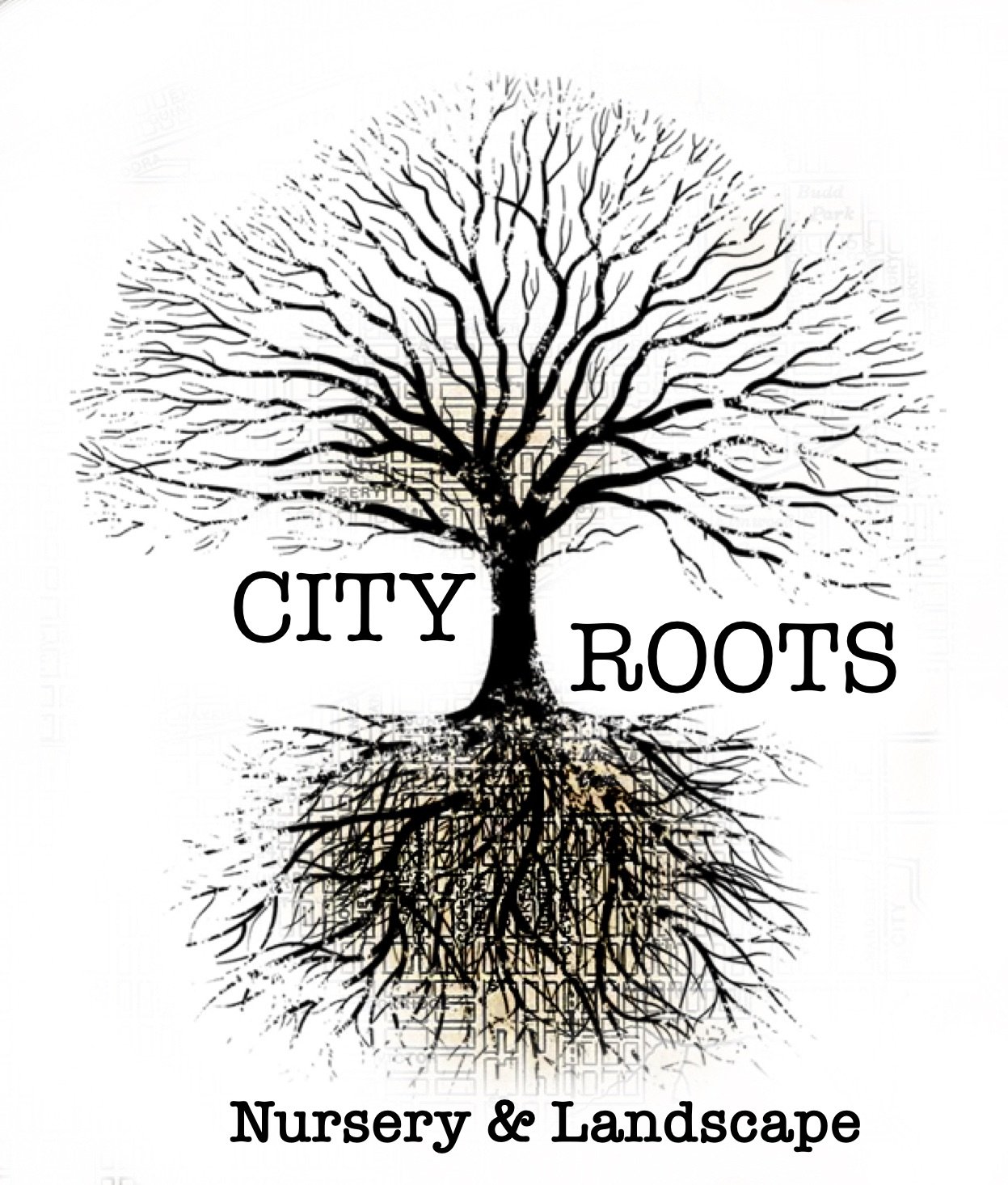 Rudbeckia missouriensis / Missouri Coneflower — City Roots Nursery
