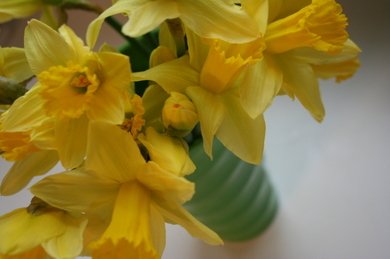 Daffodils_003_1_1