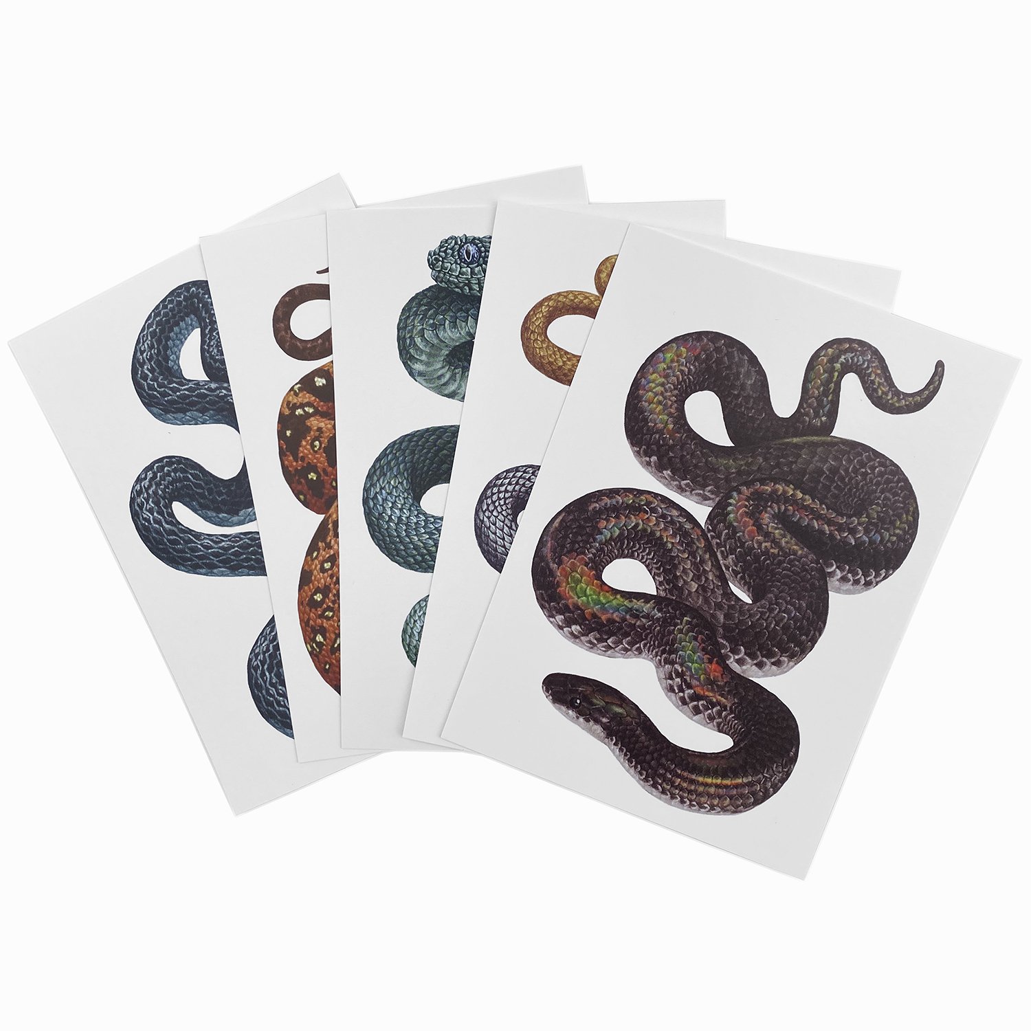 Snake Postcard Set — Zoe Keller
