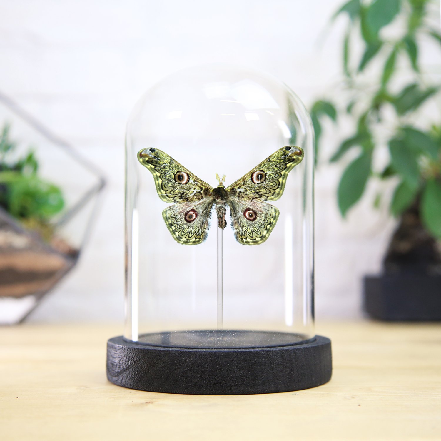 Anna's Moth Bell Jar — Curated 