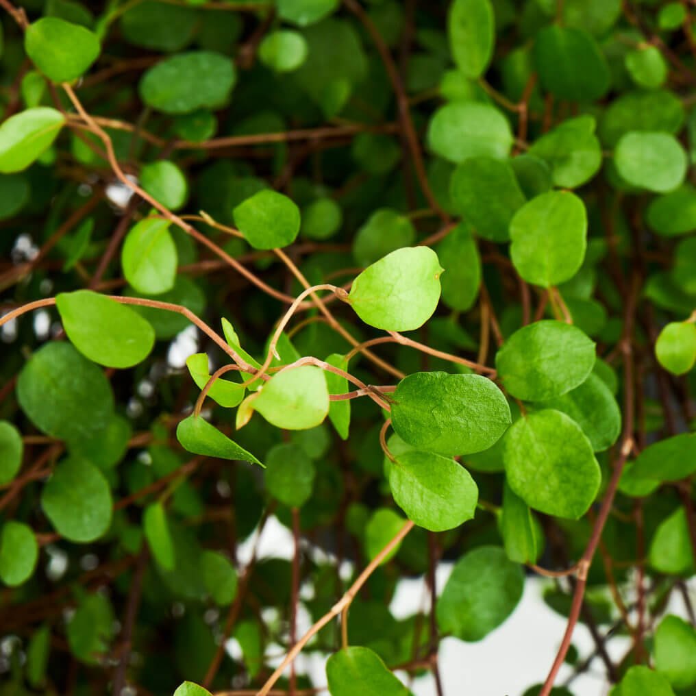 How to Grow and Care for Angel Vine Plants - Growthopedia