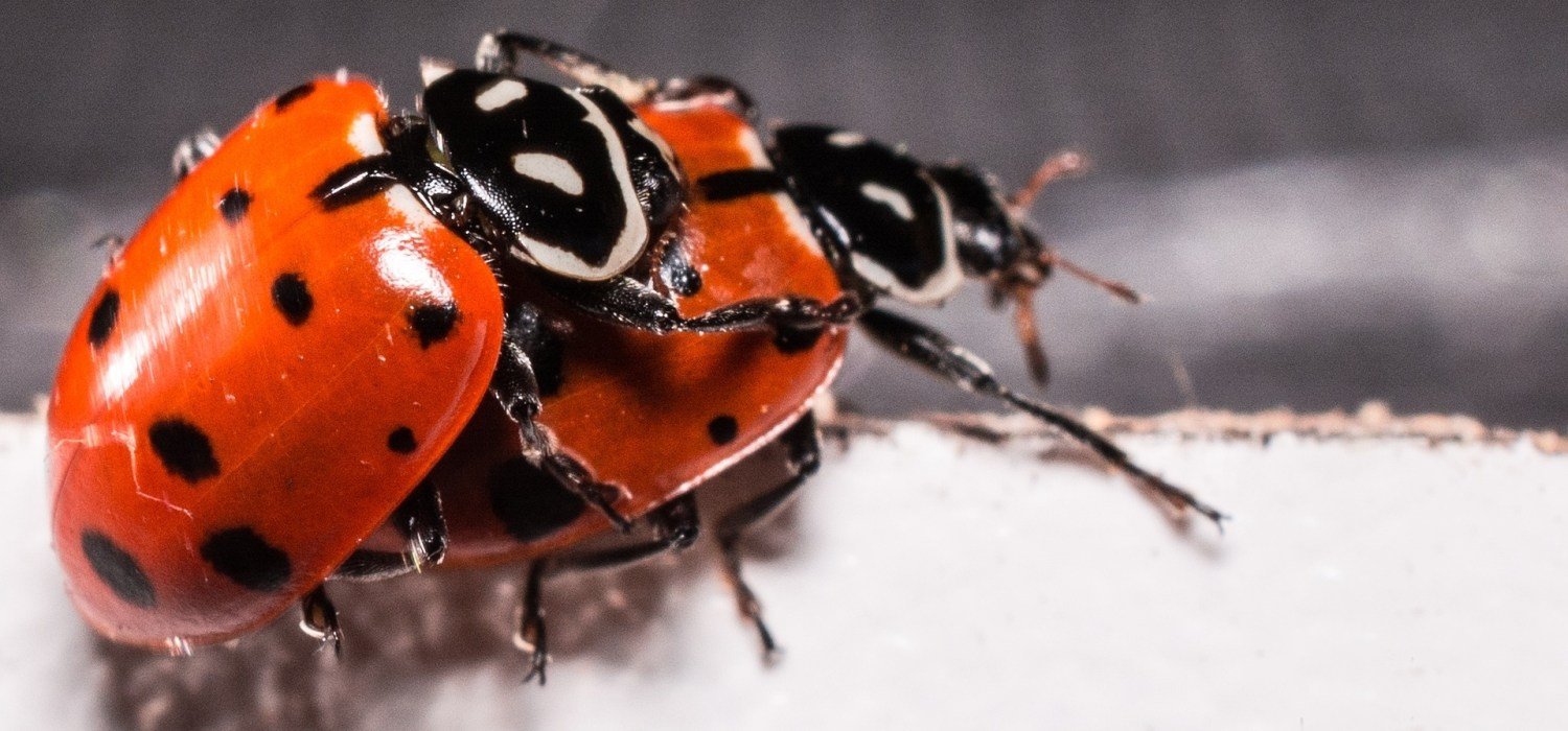 ladybugs-2206962_1920