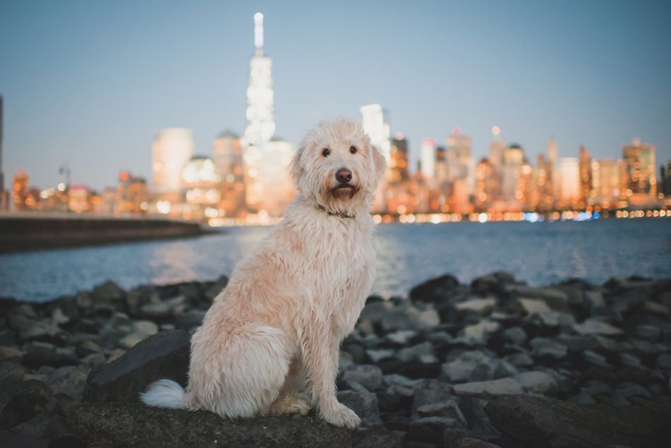 New York City Dog Photographer Alyson Edie