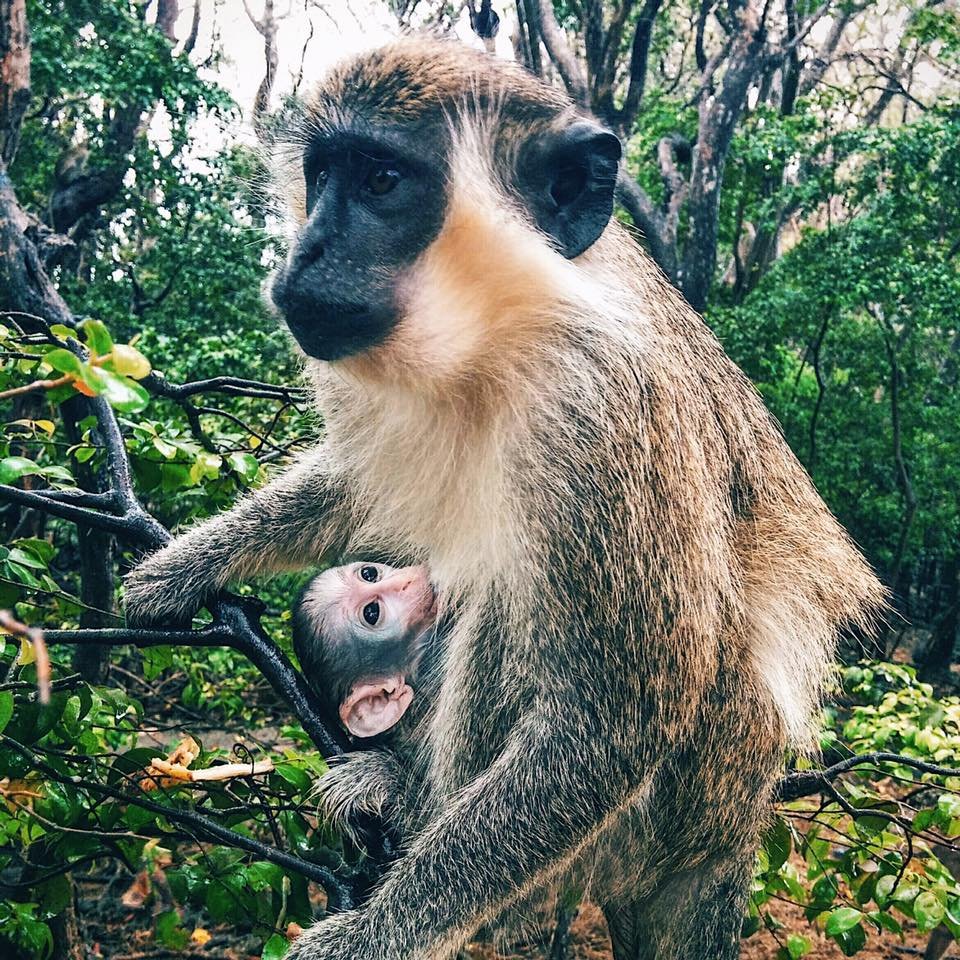Barbados Green Monkey with a suckling baby monkey on her chest