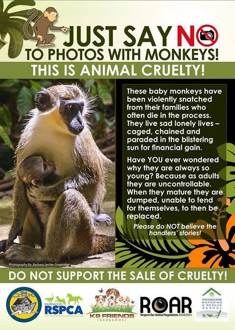 A poster advising against taking photos with the Barbados Green Monkey.