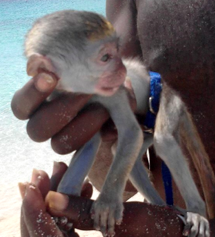 A baby Barbados Green Monkey