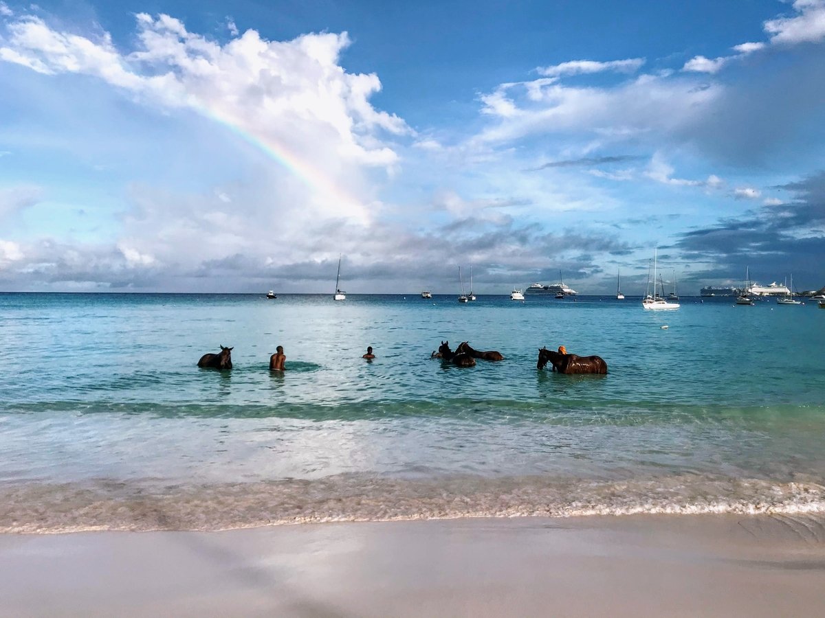 Horses being bathed in the calm surf on Pebbles Beach in Barbados. A rainbow can be seen on the horizon.