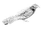 Nightjar Shoreditch 