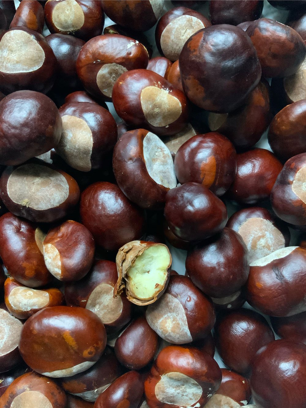 Conkers (Horse Chestnuts) - not edible!