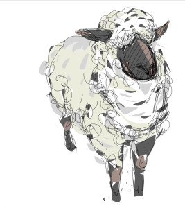 sheep6