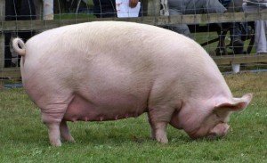 An adult middle white sow.