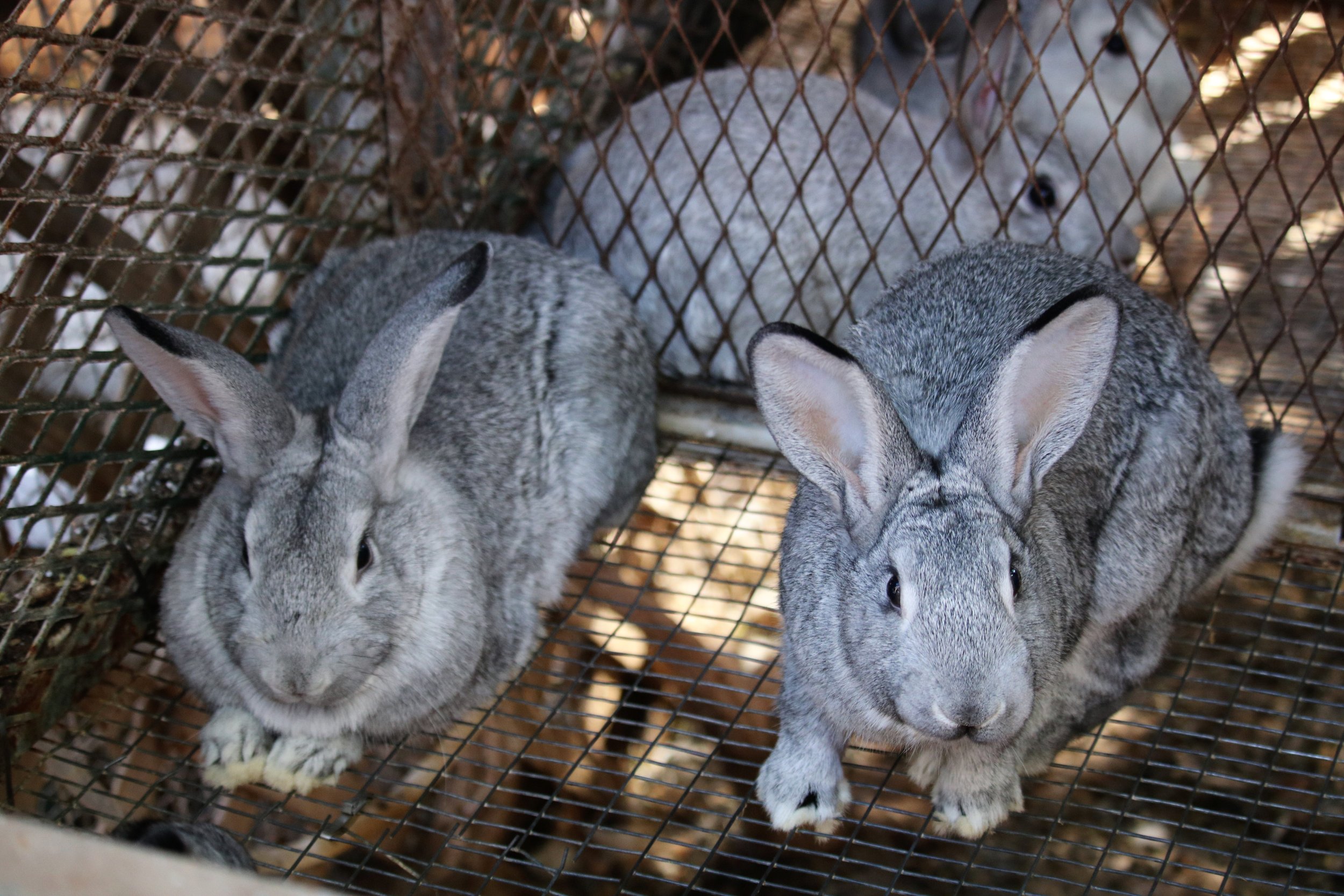 Arizona definitely is a unique place to raise meat rabbits. The hot summers make outdoor rabbit husbandry difficult, but not impossible.