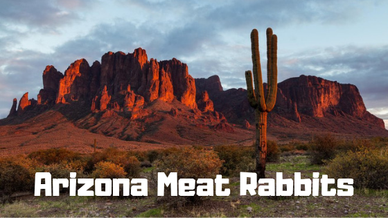 Arizona Meat Rabbits - Homesteading in the Desert
