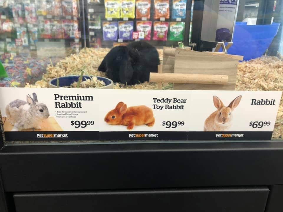 retail rabbit prices