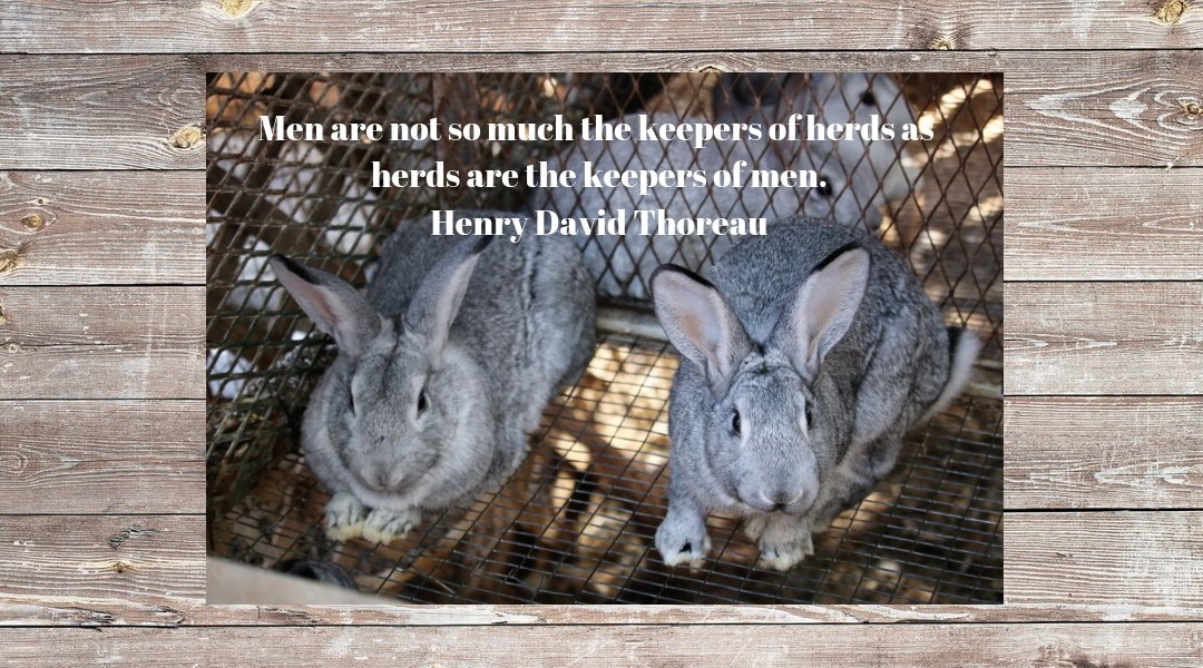 rabbit revinue Men are not so much the keepers of herds as herds are the keepers of men. Henry David Thoreau Bunny Business: Rabbit Revenue