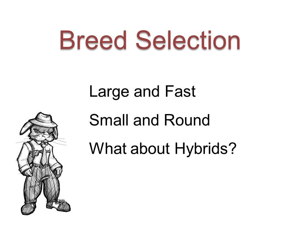 Meat Rabbit Breed Selection