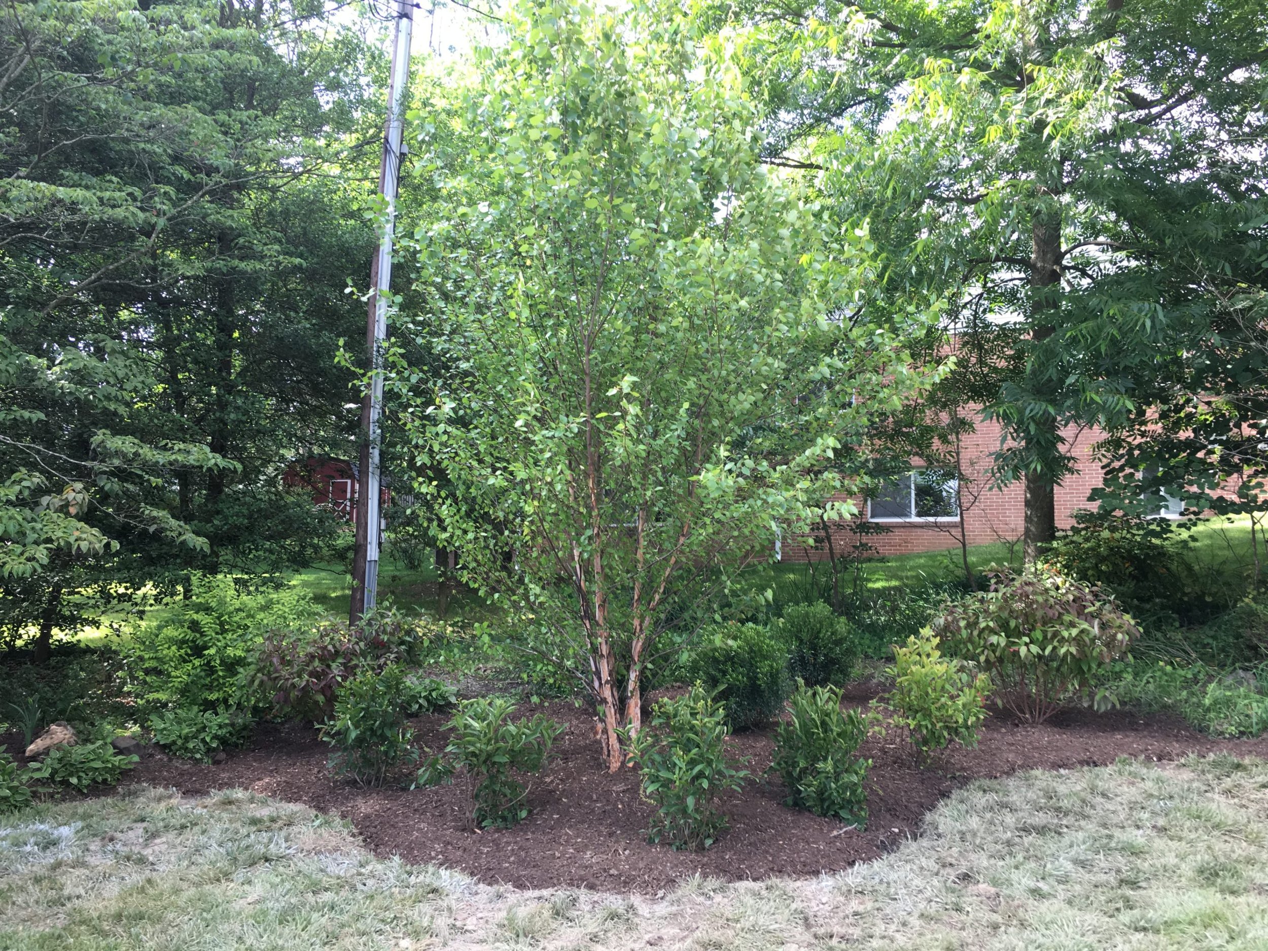 Tree and shrub planting Catonsville