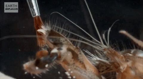 A pistol shrimp shows his powerful and loud pincher.