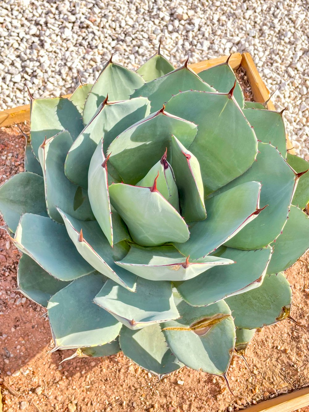 Agave Truncata (Agave Parryi) — Cactus World