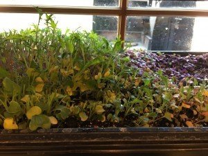 Growing Micro Greens At Home