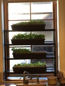 You Can Stack Micro Greens!