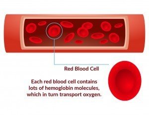 Red Blood Cells and Iron