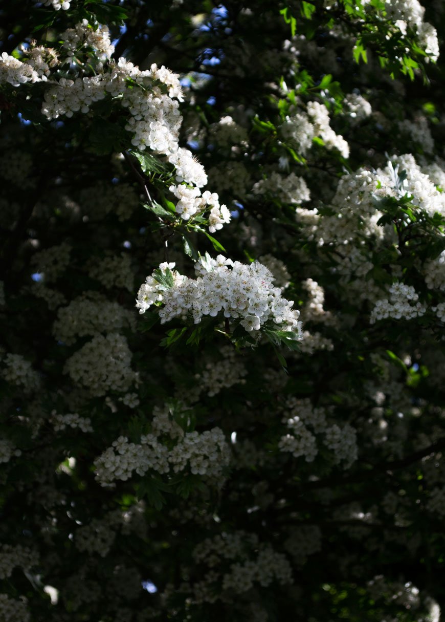 Delicate white hawthorn tree blossoms in our black and white garden.