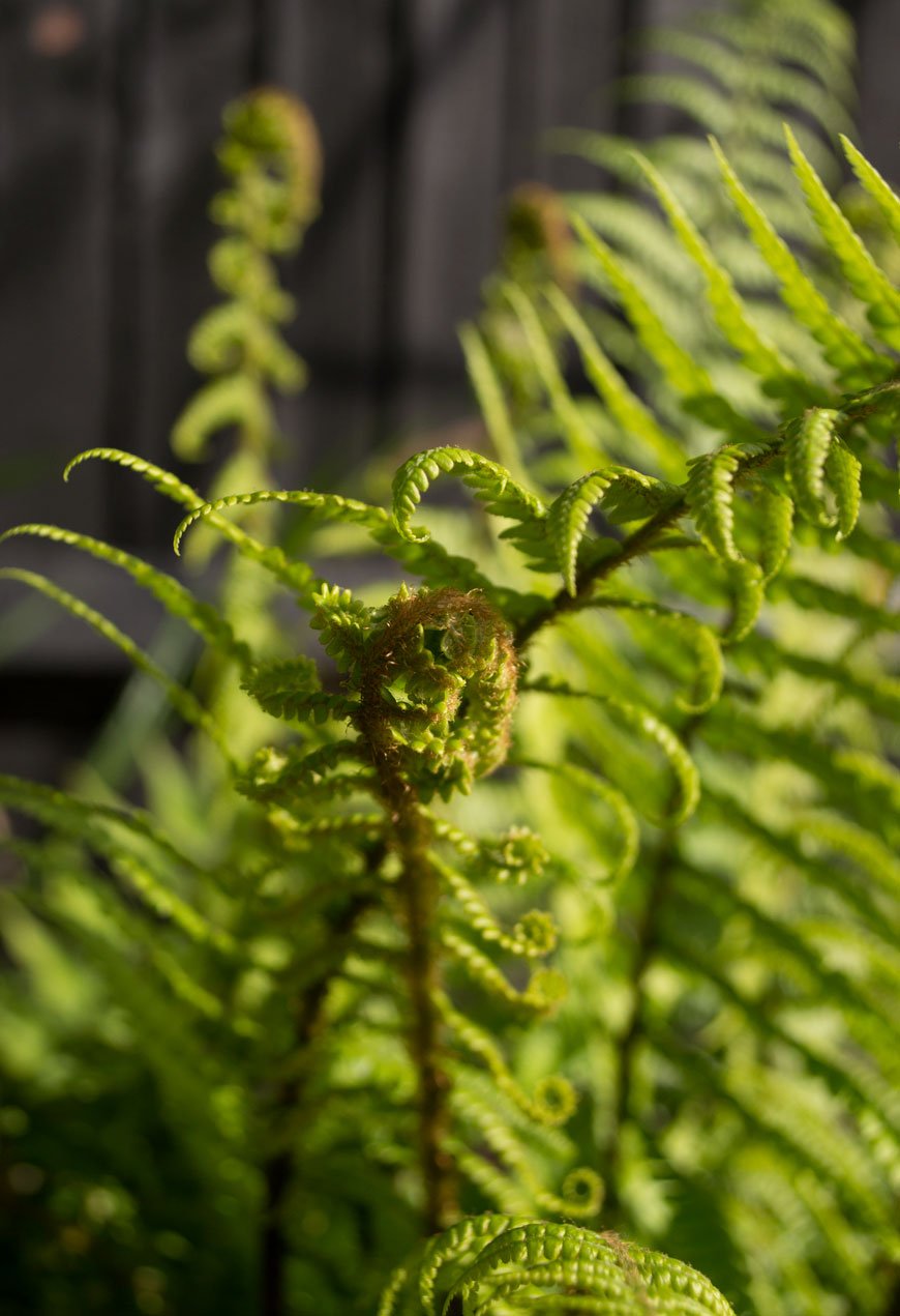 A fern furling its leaves in the shade of a black and white garden.