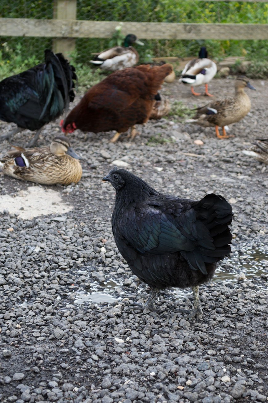 A petrol black chicken pecking around amongst the ducks at Kingshill Farm in Elmley, Kent.