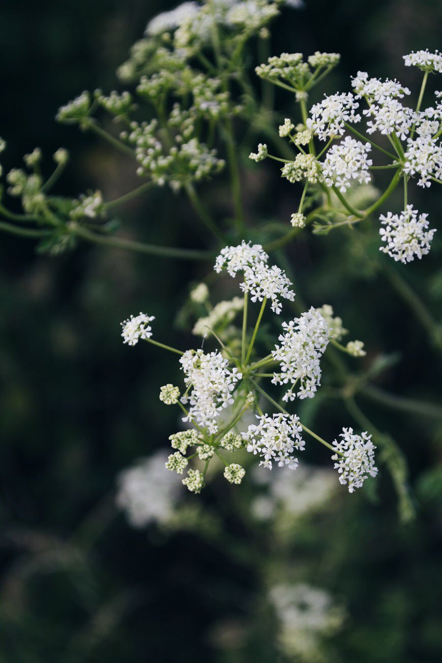 A frothy head of delicate white cow parsley flowers. 