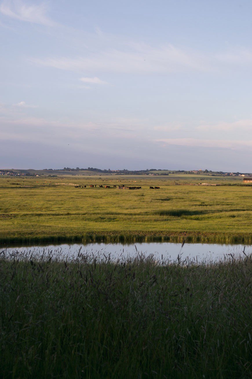 The cows in the pasture just before sunset at Elmley Nature Reserve.