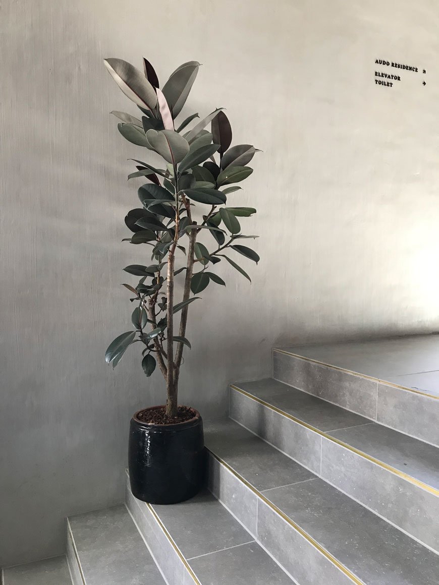 A potted rubber tree stands against concrete coloured plaster walls inside The Audo hotel in Copenhagen. 