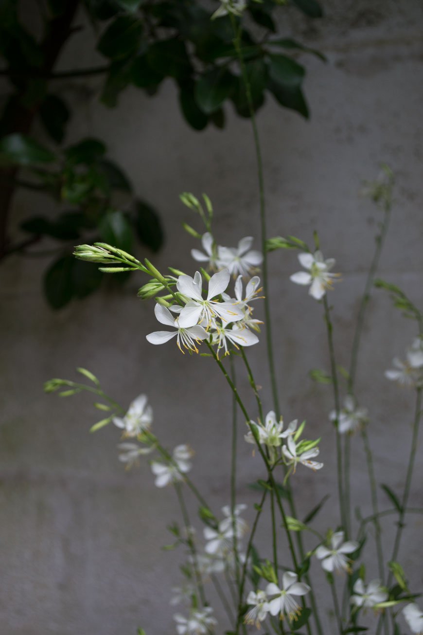 Delicate white Gaura flowers and tips of how to make the garden feel like an extension of your home. 