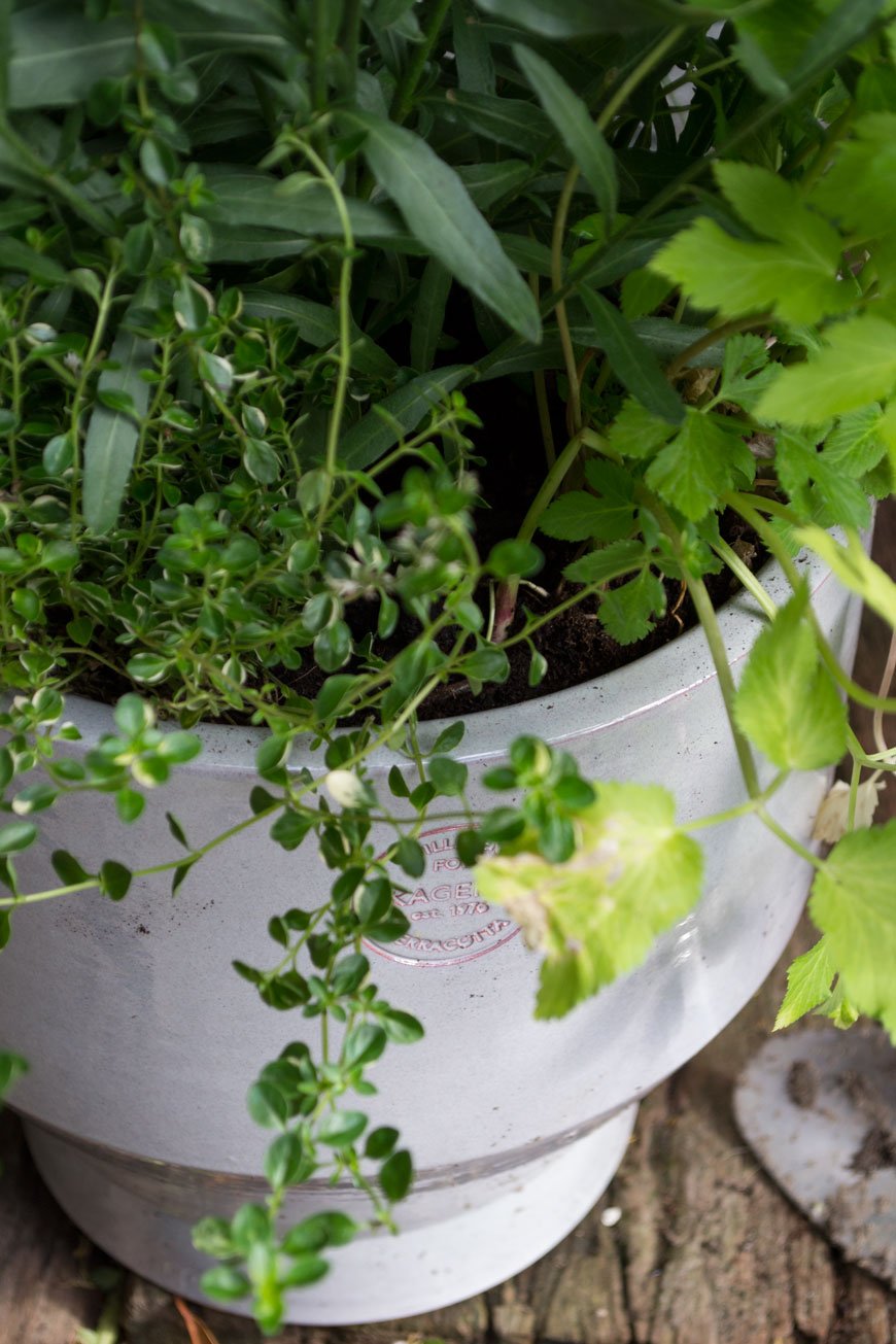 How to make the garden feel like an extension of your home with potted trailing herbs to use in the kitchen. 