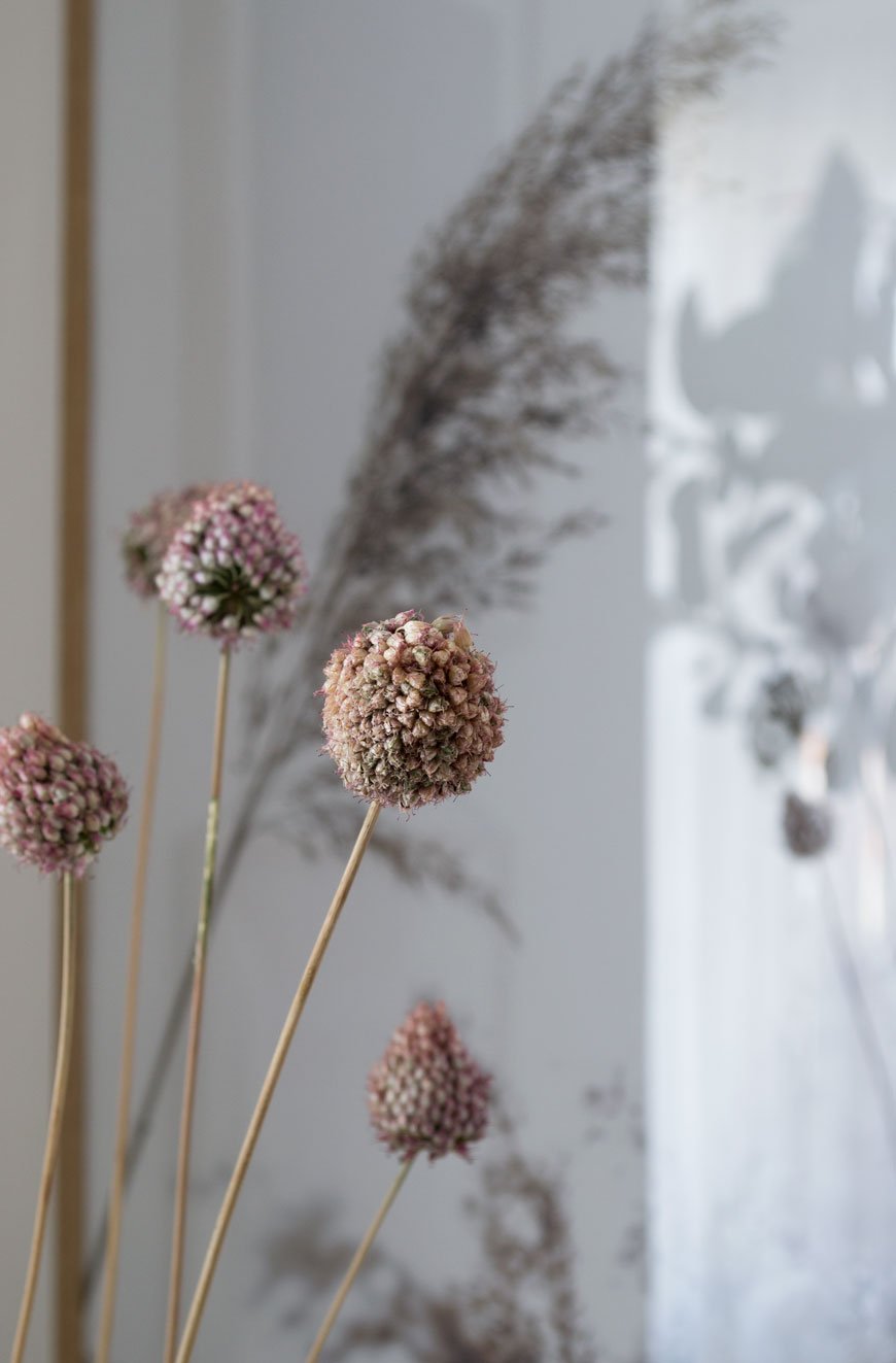 Blush pink dried alliums from my garden and displayed in a vase in my living room. 
