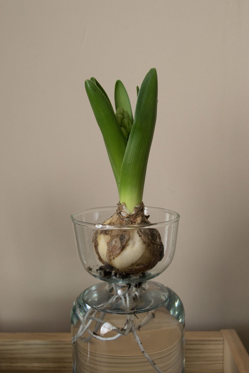 A minimal shot of a hyacinth bulb sitting in a bulb vase from the LSA Canopy collection.