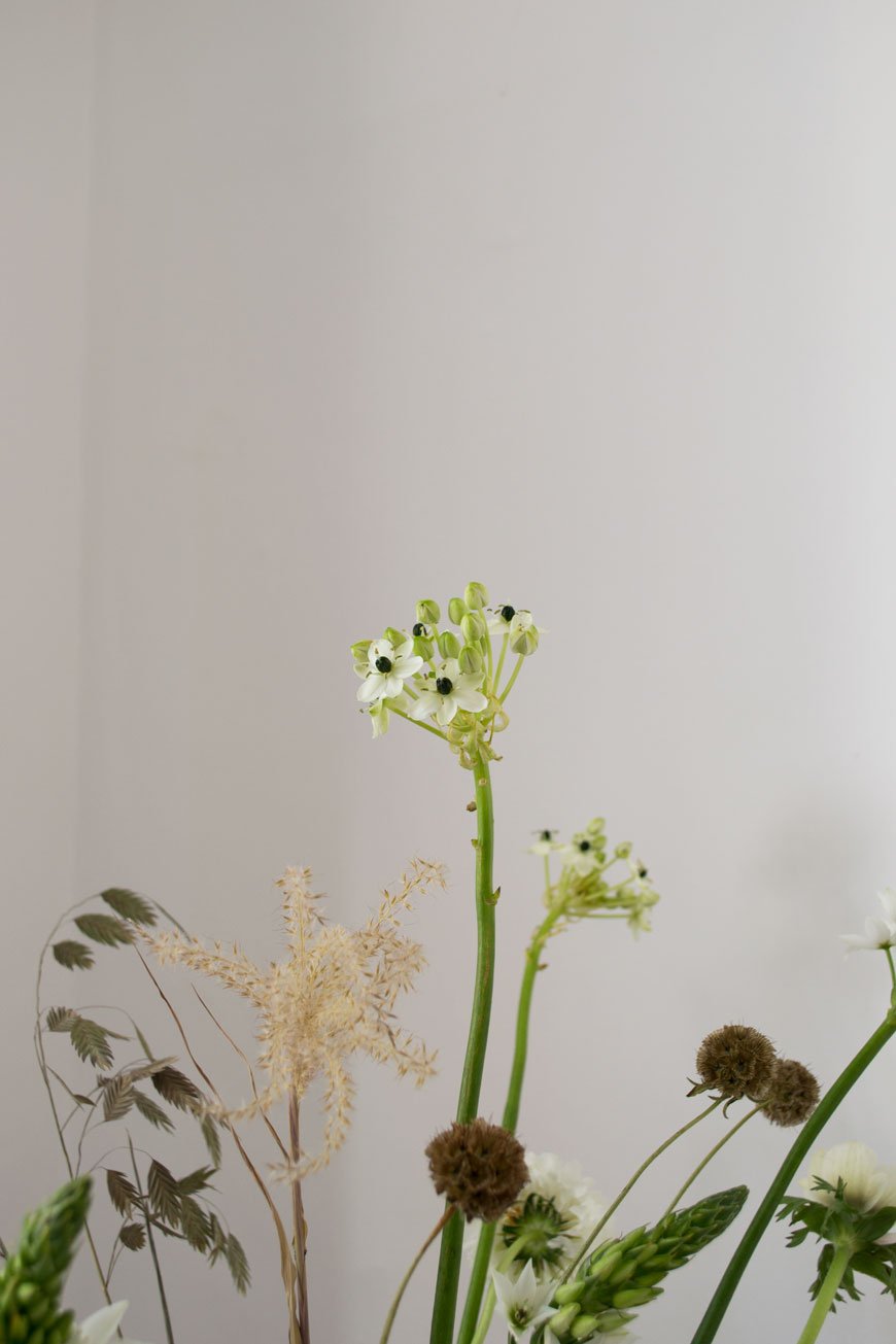 A close-up of candle-like, upright stems of white Ornithogalums mixed with textural grasses and other white spring flowers in a Georg Jensen vase. 
