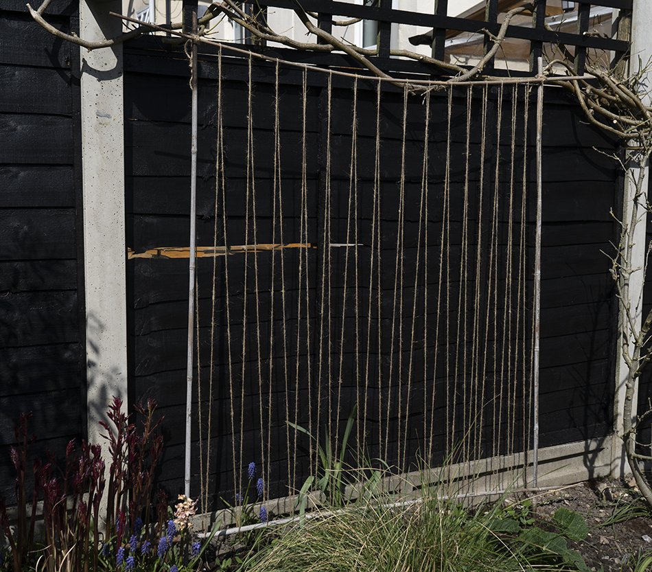 A wide shot of a bamboo and twine pea frame in the garden border against a black painted fence. 