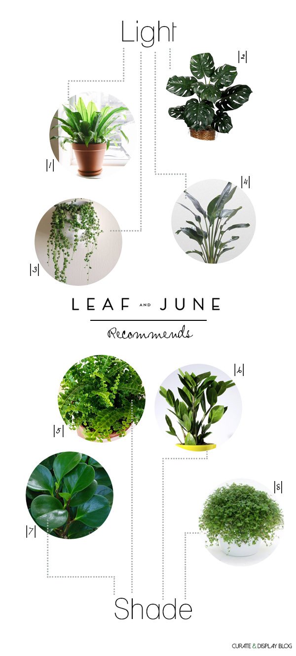 8 Houseplants Leaf and June