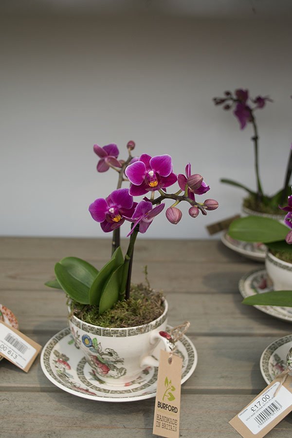 Orchid Teacup Burford