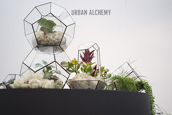 Urban Alchemy Terrariums