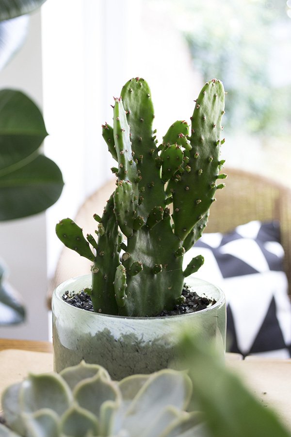 I'm sharing how to decorate your home with plants using a range of cacti, succulents and everything in between!