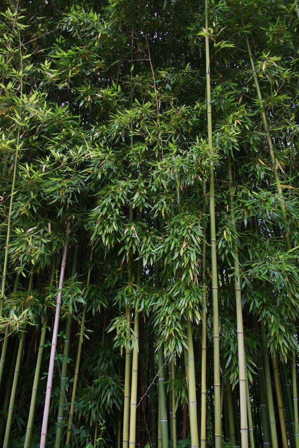 Lush-Green-Bamboo-Marciac