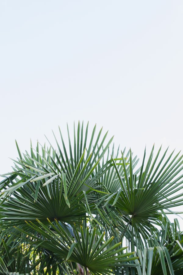 Palm-Leaves-Blue-Sky-Marciac