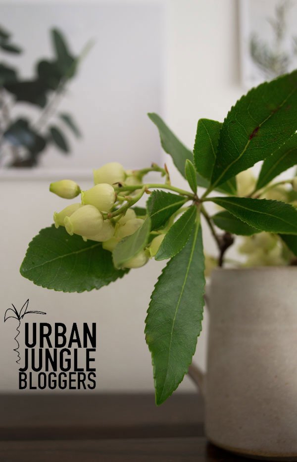 Urban-Jungle-Bloggers-Plants-Art-and-Flowers05