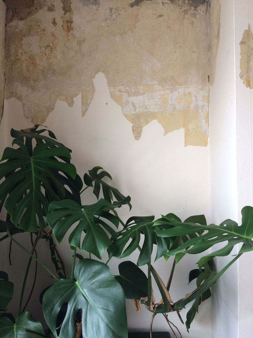 bedroom renovations, part stripped wallpaper, cheeseplant