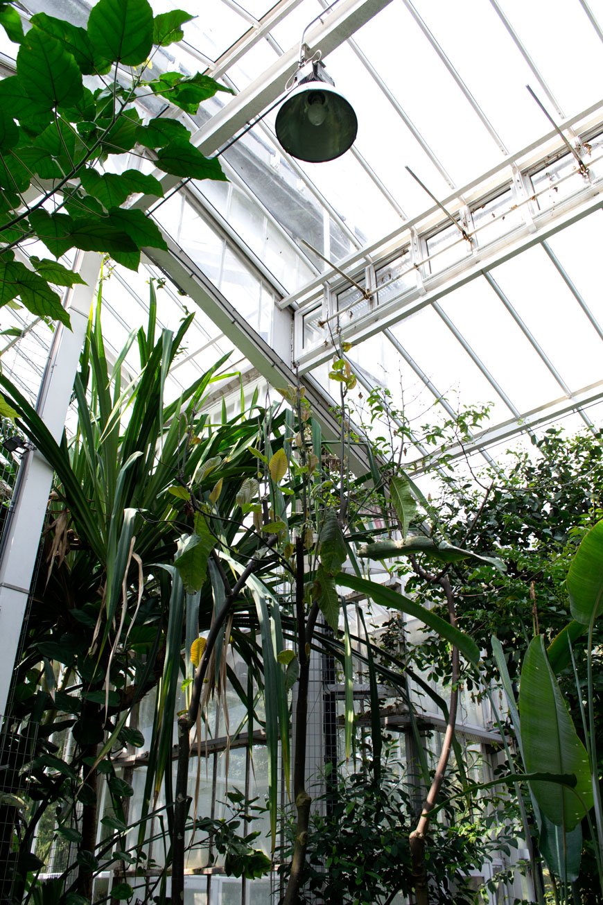 Tropical plants and glasshouse at botanical gardens Meise, Brussels