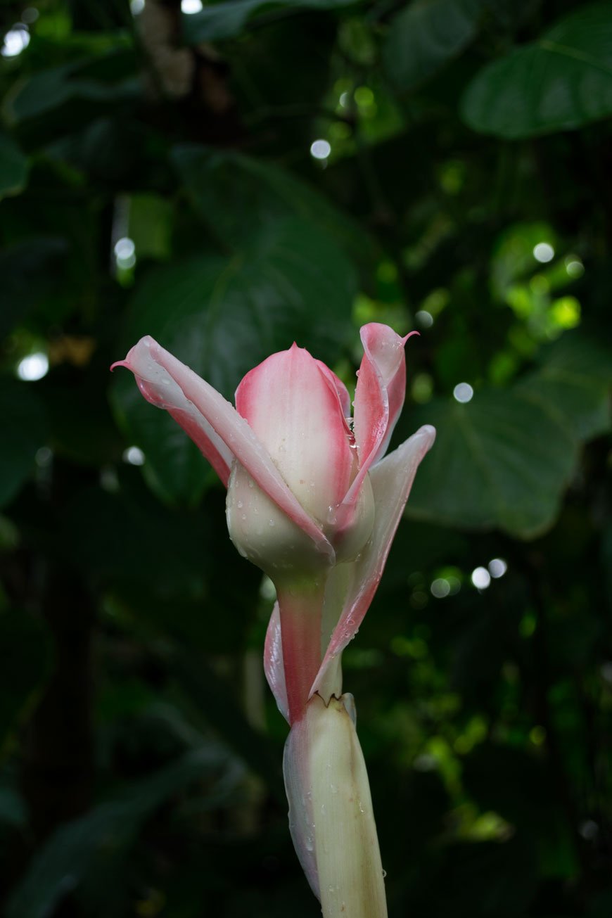 A blushing pink tropical flower against a backdrop of lush green leaves at botanical gardens Meise